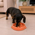 Comedero antiatragantamiento para perros Gossovia disponible en verde, naranja y rosa