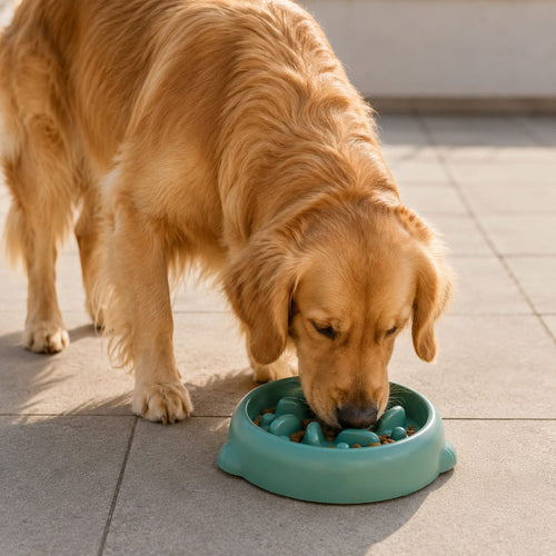 Comedero lento antiatragantamiento para perros Gossovia, fabricado en PP libre de BPA